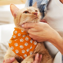 Homeware Products - Pet Bandana - Small